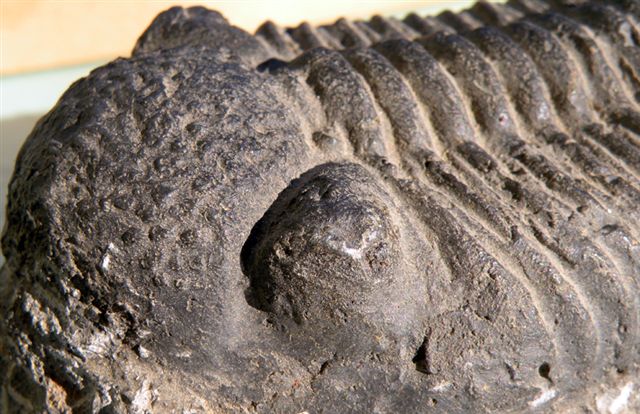 Trilobiti verosimilmente marocchine - terza serie
